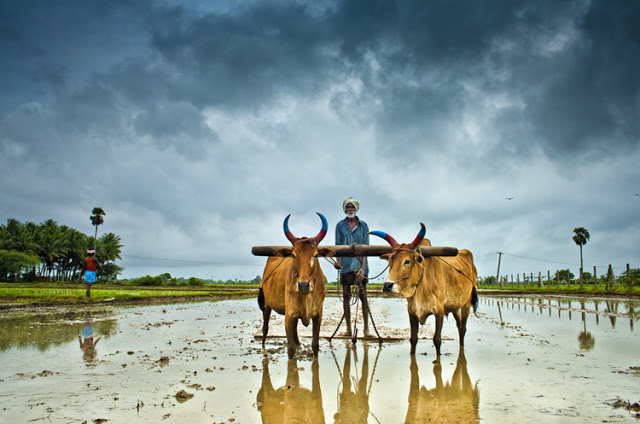 Native Rice Varieties Are Back In Tamil Nadu - Twav baby